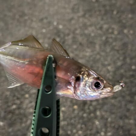 あんまり釣れない