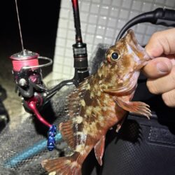 淡路の深夜釣行