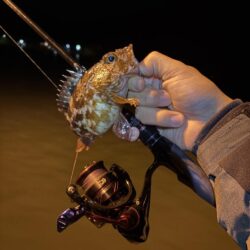 2025釣り納めアジング