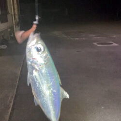 奄美でメアジング