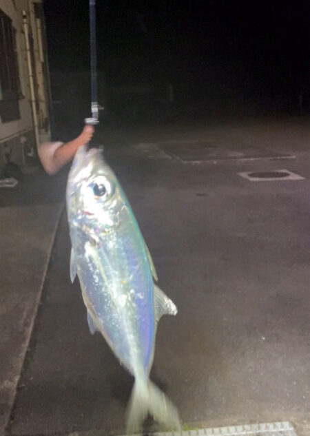 奄美でメアジング