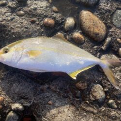青物爆釣と五目達成