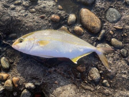 青物爆釣と五目達成