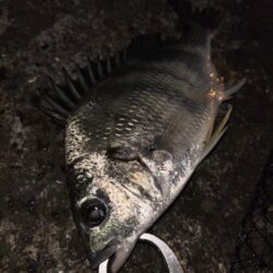 ヘチってきました