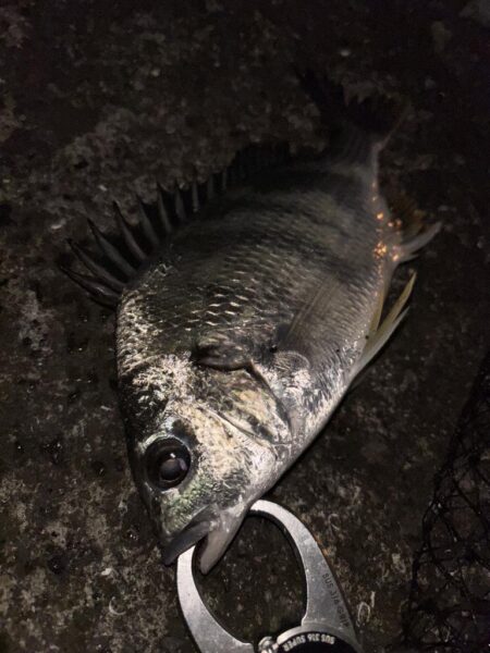 ヘチってきました