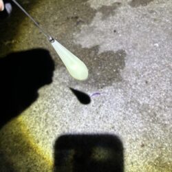 サバ、アジのフロートアジング