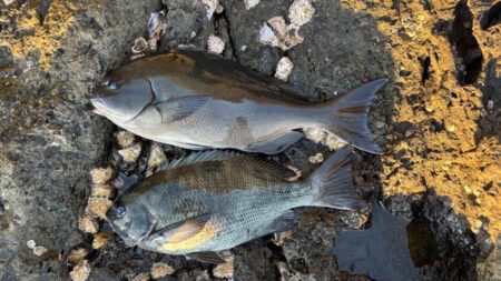 今シーズン初寒グレ