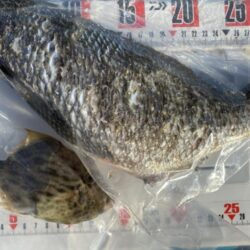 シロギスタ:爆風のノマセ