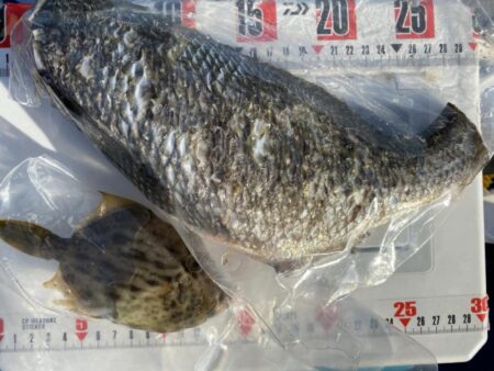 シロギスタ:爆風のノマセ