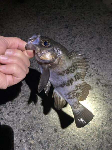 渋い年末メバリング