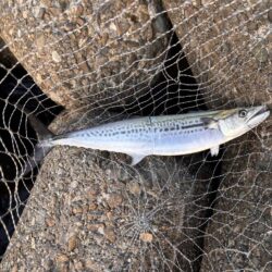 青物シーズン16