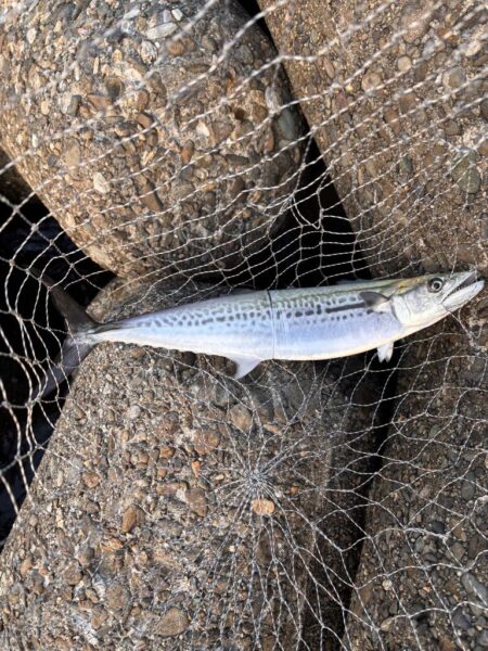 青物シーズン16