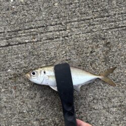 アジングで、でかアジゲット