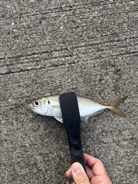 アジングで、でかアジゲット