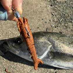 数年前に買ったガルプワームを捨てる前に使いたくて