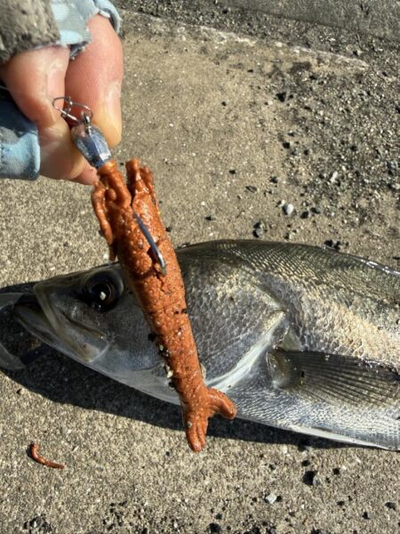 数年前に買ったガルプワームを捨てる前に使いたくて