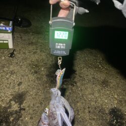 アオリイカ1.2kg