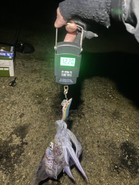 アオリイカ1.2kg