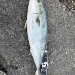 ショアプラッキング