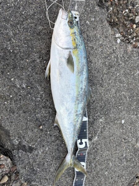 ショアプラッキング