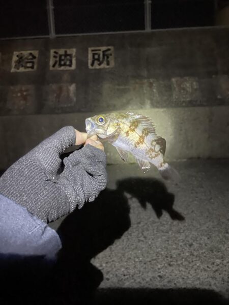 ひさびさ垂水漁港