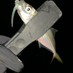 年末のアジング