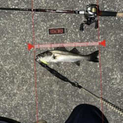 寒くても激渋でも釣れる魚が小さくても頑張るのみ！