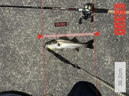 寒くても激渋でも釣れる魚が小さくても頑張るのみ！