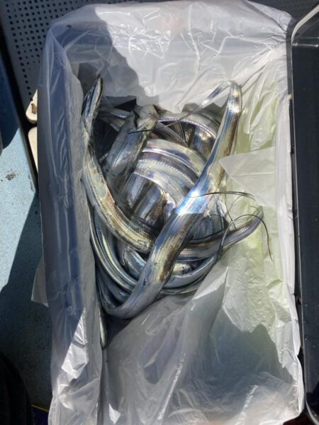 タチウオ 毎流しでヒット&キャッチ…