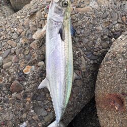 青物シーズン15