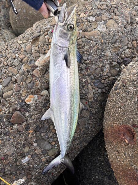 青物シーズン15