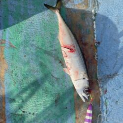 太刀魚ジギング