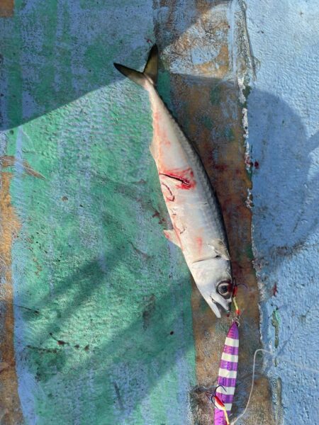 太刀魚ジギング