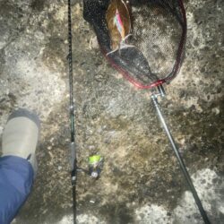 コウイカシーズン到来?