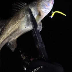 アジングは五目釣り