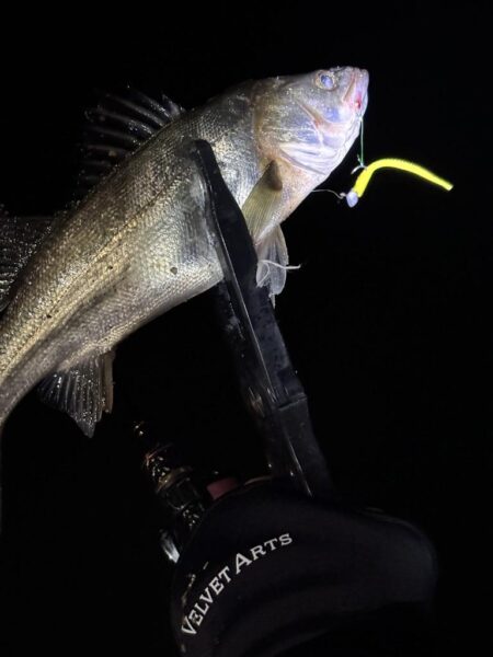 アジングは五目釣り