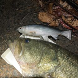 レイジースイマー7inで