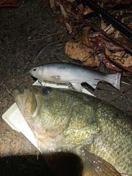 レイジースイマー7inで