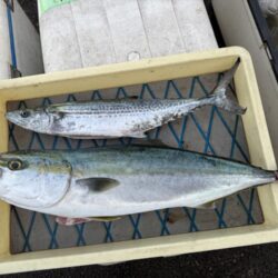 ショア青物終盤か