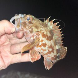 ボトムベッタリ