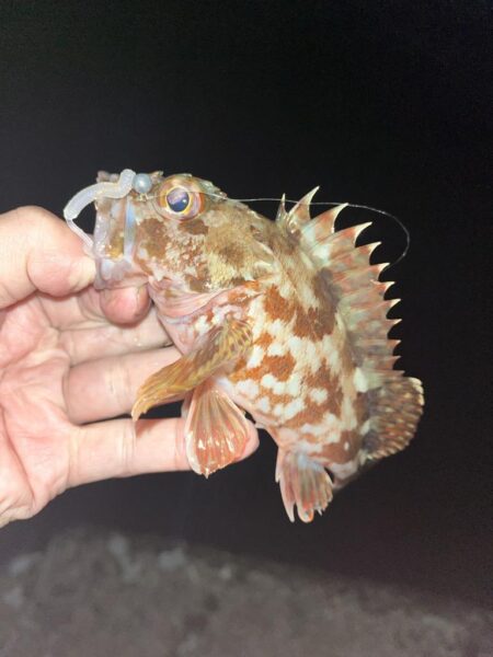 ボトムベッタリ