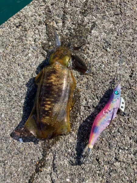 諦め気分からのサイトでギュイーン！！