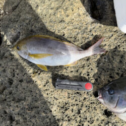 アイゴ大量リリース