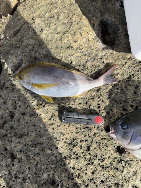 アイゴ大量リリース