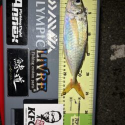 バチコンアジング