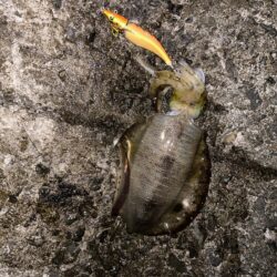 まだまだ小さい