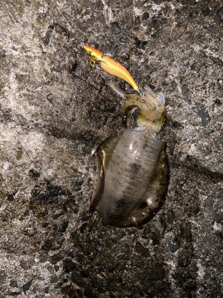 まだまだ小さい