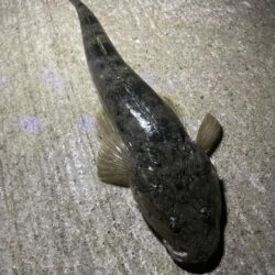 久しぶりのチニング