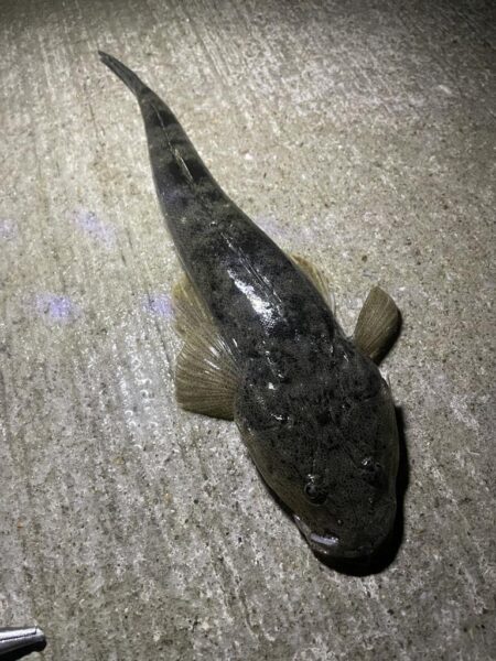 久しぶりのチニング