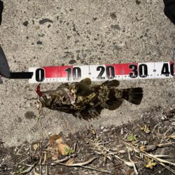 初尺メバル！(タケノコメバル)